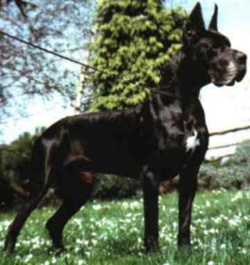 Ch Ferro Indios Dell� Armida