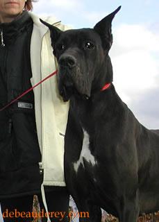 Poonkie Dit Pretty Des Terres De La Rairie