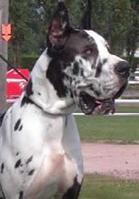 Sayonara De Beauderey