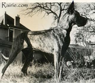 Curus Von Der Doggentreu