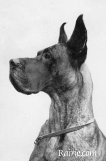 Curus Von Der Doggentreu