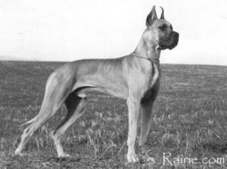 Ch Cornet Von Hause Birkenhagen