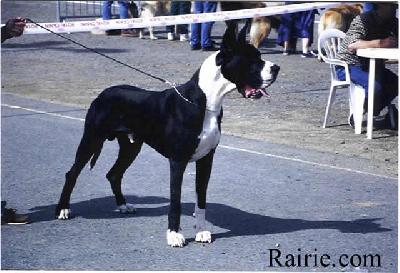 Ch Nixon De Montbreuil