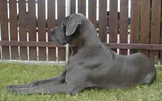 Holly Von Der Fr�hlichen Pfalz