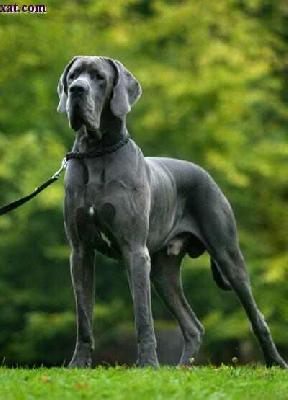 Duke Von Blue Ground