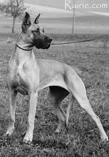 Dolly Von Der Doggentreu