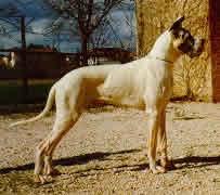 Batmann Dei Monti Del Keraton