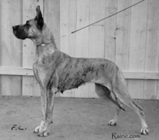 Ch Fara Von Der Doggentreu