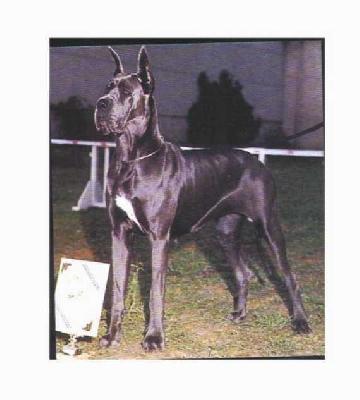 Ch Olympe De Montbreuil