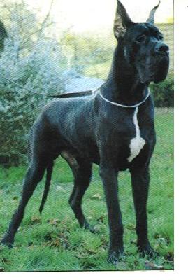 Ch Paco De Montbreuil