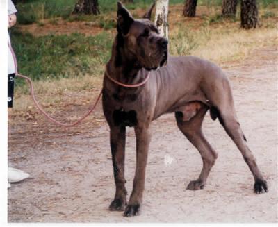 Manfred Des Terres Royales