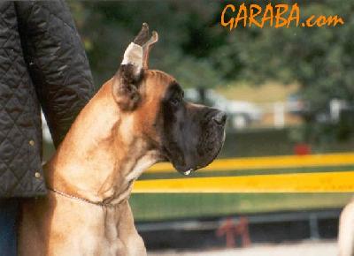 Jahil De La Pierre Du Roy