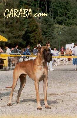 Jahil De La Pierre Du Roy