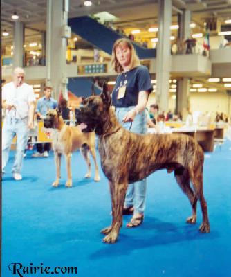 Ch Newton De Mezon Rolles