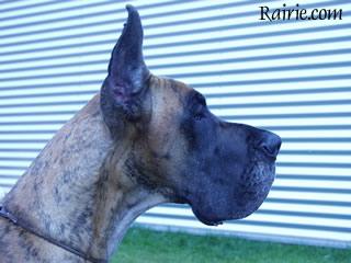 Ch Oreade Des Terres De La Rairie