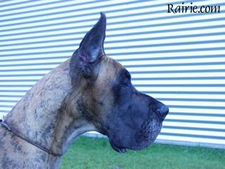 Ch Oreade Des Terres De La Rairie