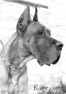 Ch Royal Story Des Terres De La Rairie