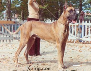 Ch Jerry De La Templerie