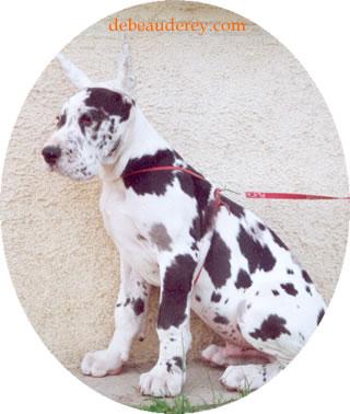 Rockfeller De Beauderey