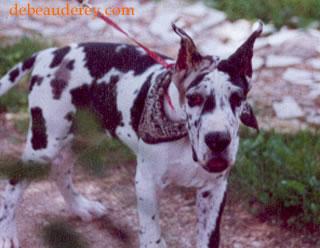 Rockfeller De Beauderey