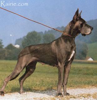 Ch Baccara Von Blauen See