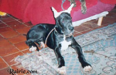 Orchidea Des Terres De La Rairie