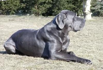 Ishtar Vom Sonnenschein