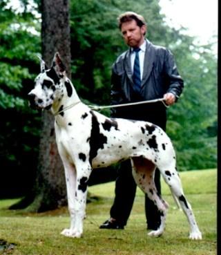 Angelina Canis Canum