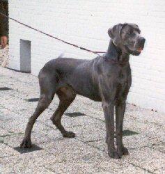 Questor V.�t Buitengebeuren