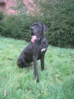 Dark Angel Bocca D�tigre