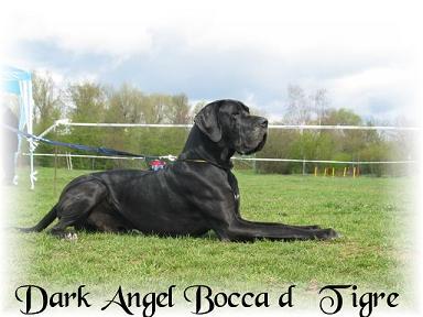 Dark Angel Bocca Dtigre