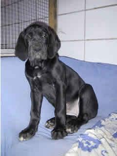 Donka Bocca D�tigre