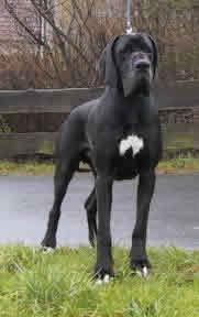 Ch Royal Des Terres De La Rairie