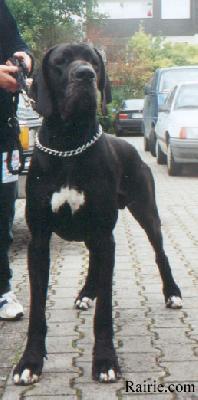 Ch Royal Des Terres De La Rairie