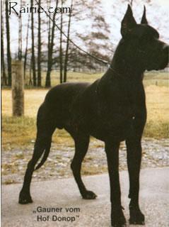 Ch Gauner Von Hof Donop