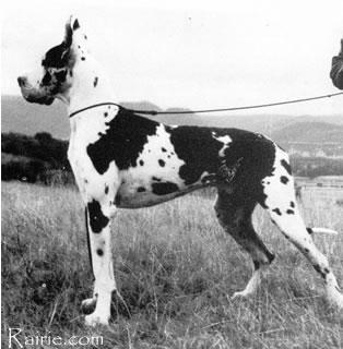 Leopold Von Weissen Stein