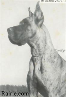 Ch Fiona Von Der Alten Domstadt Regenburg