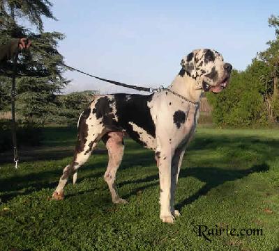 Stein Du Domaine De Valdemar