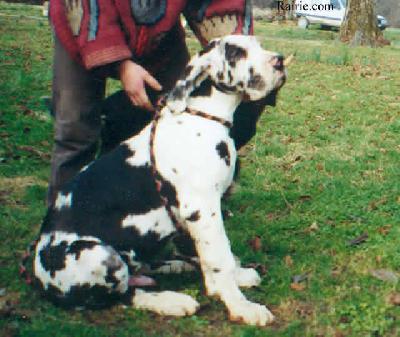 Stein Du Domaine De Valdemar