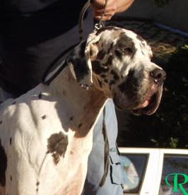 Stein Du Domaine De Valdemar