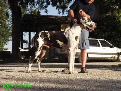 Stein Du Domaine De Valdemar