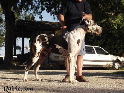 Stein Du Domaine De Valdemar