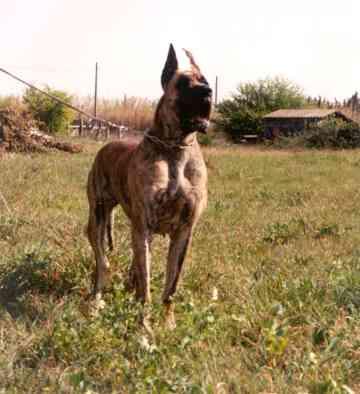 Joyce Du Logis Des Araucarias