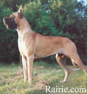 Ferina Du Logis Des Araucarias