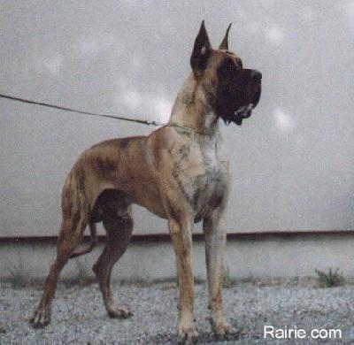 Ch Orwin De Baussenque