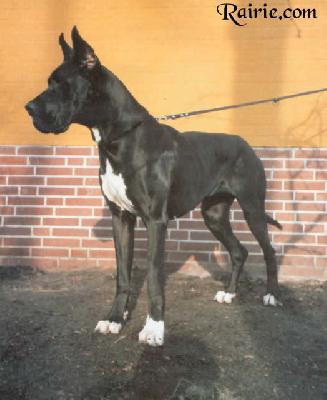 Jamaladeen Diacanthus