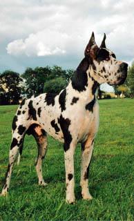 Ch Pendragon Diskandar