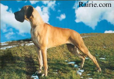 Ch Perle Dor Des Terres De La Rairie