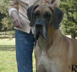 Ch Perle Dor Des Terres De La Rairie