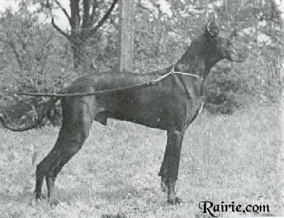 Ch Nino Von Frintroper Adler